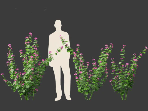 Lavatera cachemiriana - Kashmir Mallow 3D Model