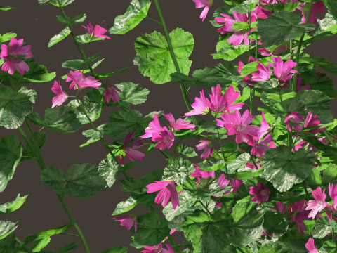 Lavatera cachemiriana - Kashmir Mallow 3D Model