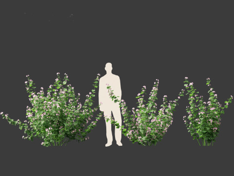 Lavatera cachemiriana - Kashmir Mallow 3D Model