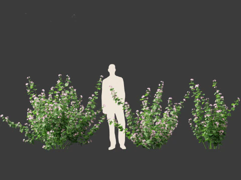 Lavatera cachemiriana - Kashmir Mallow 3D Model