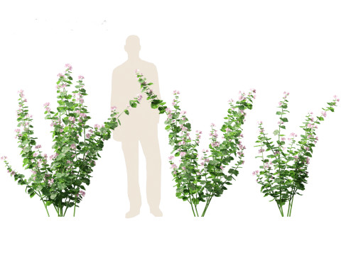Lavatera cachemiriana - Kashmir Mallow 3D Model