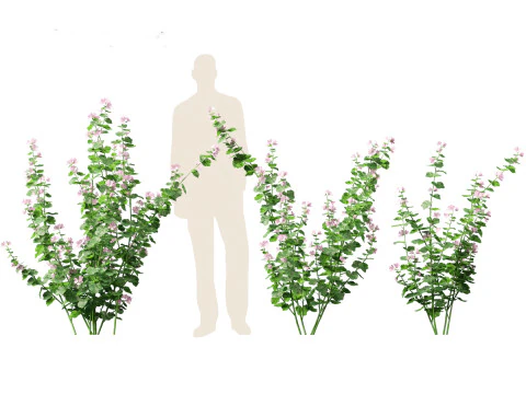 Lavatera cachemiriana - Kashmir Mallow 3D Model