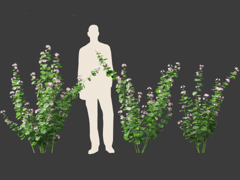 Lavatera cachemiriana - Kashmir Mallow 3D Model