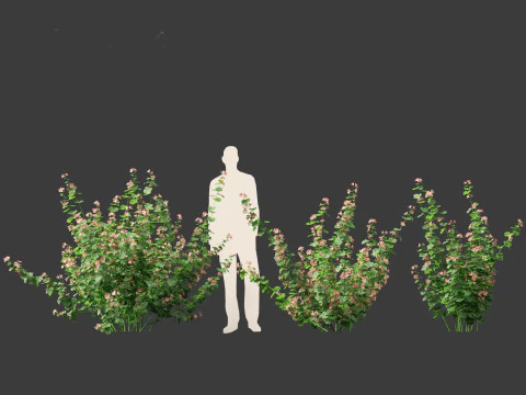 Lavatera cachemiriana - Kashmir Mallow 3D Model