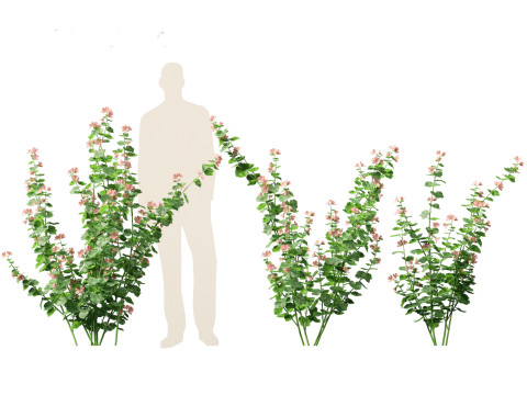 Lavatera cachemiriana - Kashmir Mallow 3D Model