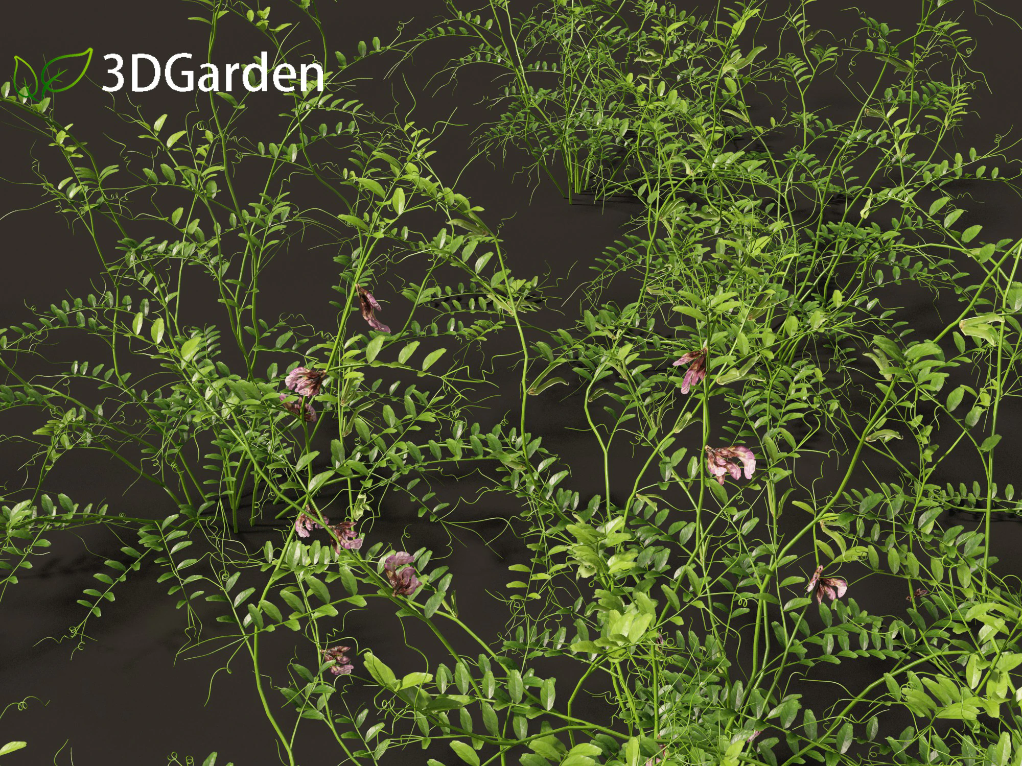 Vicia sepium - veccia cespugliosa Modello 3D .c4d .max .obj .3ds .fbx .stl .blend 