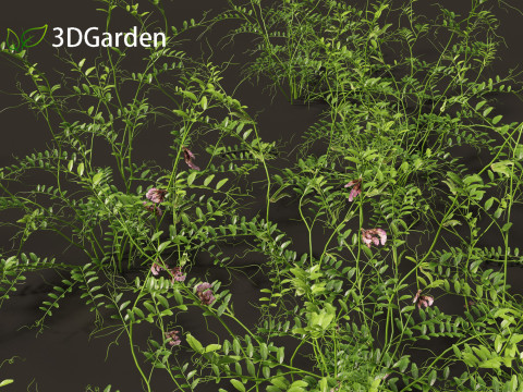 Vicia sepium - bush vetch 3D Модель