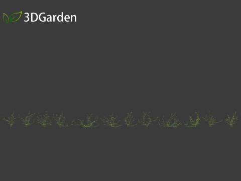 Vicia sepium - bush vetch Modèle 3D