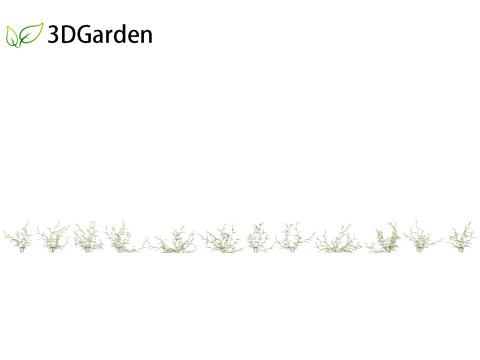 Vicia sepium - bush vetch Modèle 3D