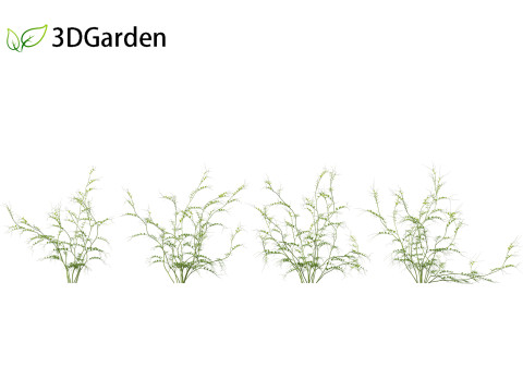 Vicia sepium - bush vetch Modèle 3D