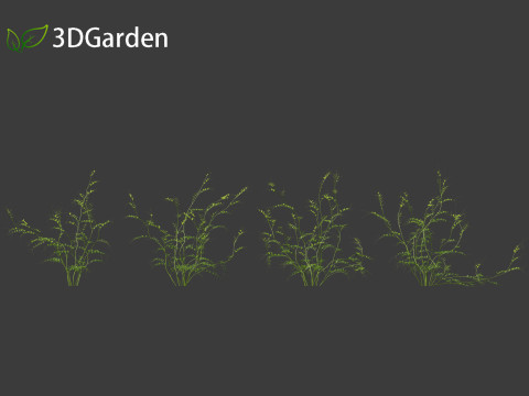 Vicia sepium - bush vetch Modèle 3D