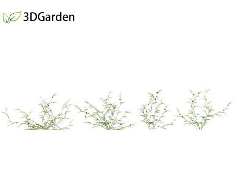 Vicia sepium - bush vetch Modèle 3D