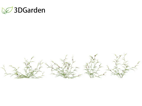 Vicia sepium - veccia cespugliosa Modello 3D