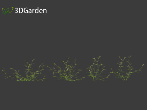 Vicia sepium - bush vetch Modèle 3D