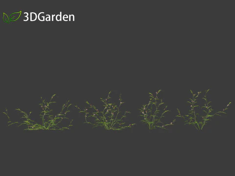 Vicia sepium - veccia cespugliosa Modello 3D