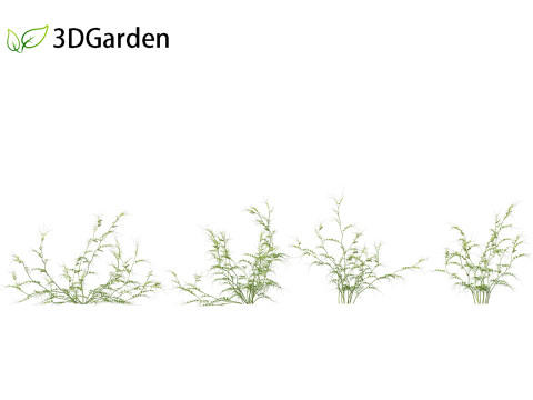 Vicia sepium - bush vetch Modèle 3D
