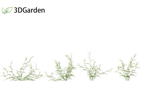 Vicia sepium - veccia cespugliosa Modello 3D