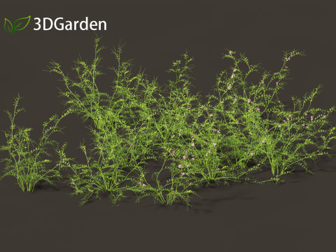 Vicia sepium - bush vetch Modèle 3D