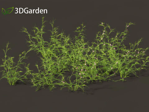 Vicia sepium - veccia cespugliosa Modello 3D