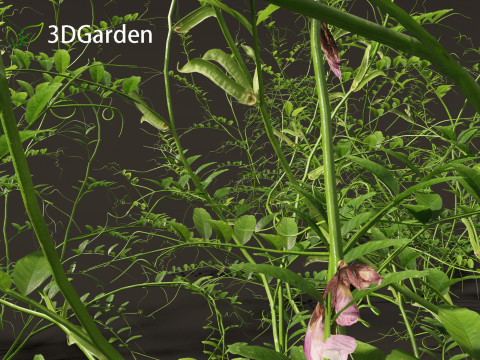 Vicia sepium - bush vetch Modèle 3D