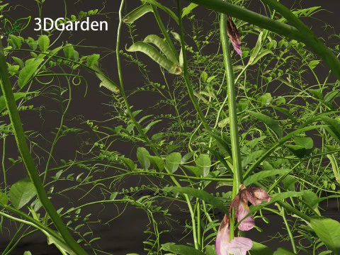Vicia sepium - veccia cespugliosa Modello 3D