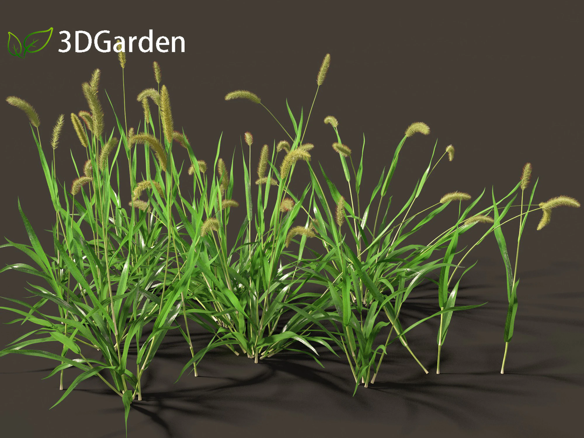 Setaria viridis - Green foxtail 3D Model .c4d .max .obj .3ds .fbx .stl .blend
