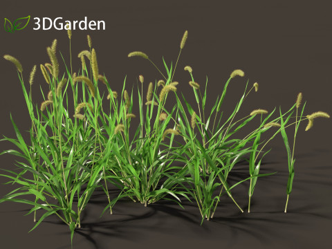 Setaria viridis - Green foxtail 3D Модель