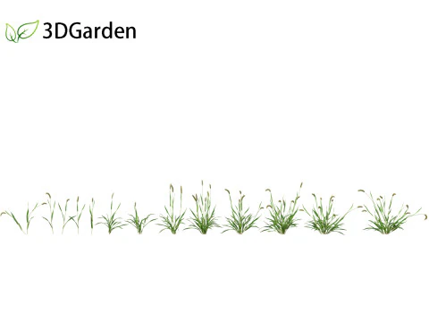 Setaria viridis - Green foxtail 3D Model