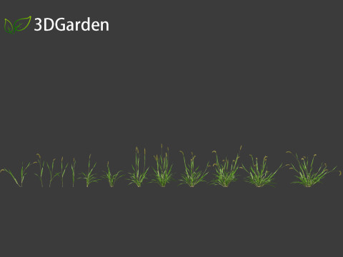 Setaria viridis - Green foxtail Model 3D