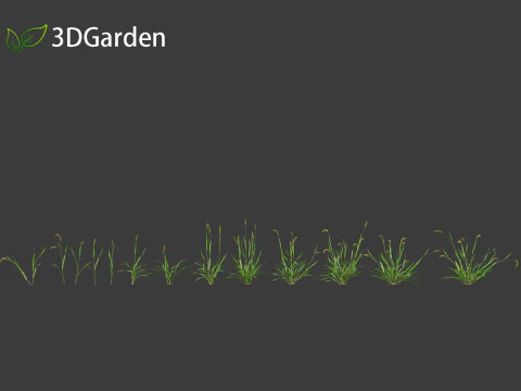 Setaria viridis - Green foxtail 3D Model