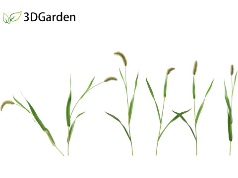 Setaria viridis - Green foxtail 3D Model