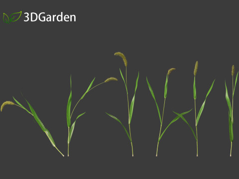 Setaria viridis - Green foxtail Model 3D