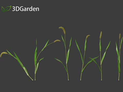 Setaria viridis - Green foxtail 3D Model