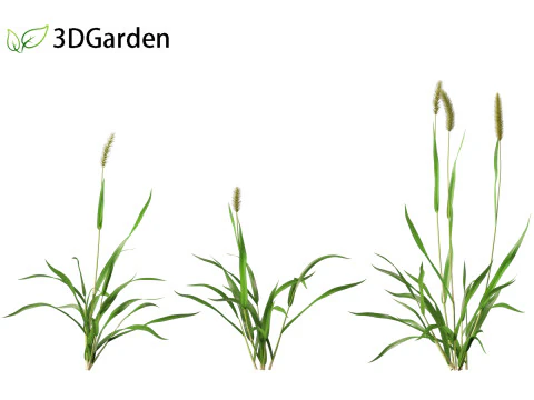 Setaria viridis - Green foxtail 3D Model
