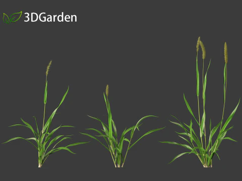 Setaria viridis - Green foxtail 3D Model