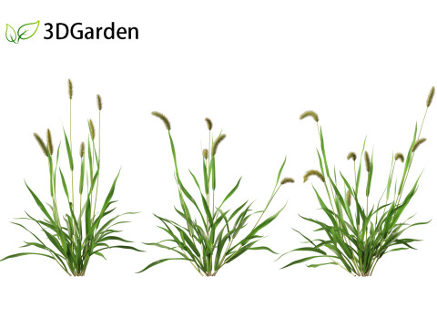 Setaria viridis - Green foxtail Model 3D