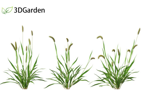 Setaria viridis - Green foxtail 3D Model