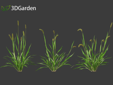 Setaria viridis - Green foxtail 3D Model