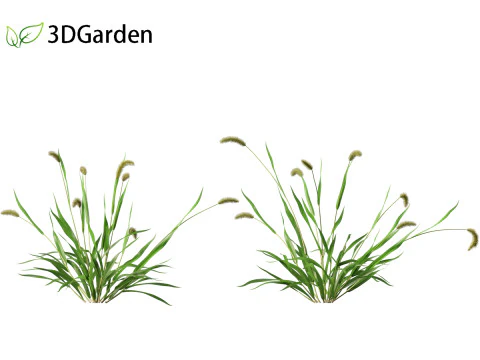 Setaria viridis - Green foxtail 3D Model