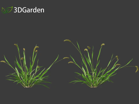 Setaria viridis - Green foxtail 3D Model