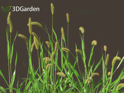 Setaria viridis - Green foxtail 3D Model