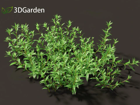 Pouzolzia zeylanica - 優雅なポウゾルツブッシュ 3Dモデル