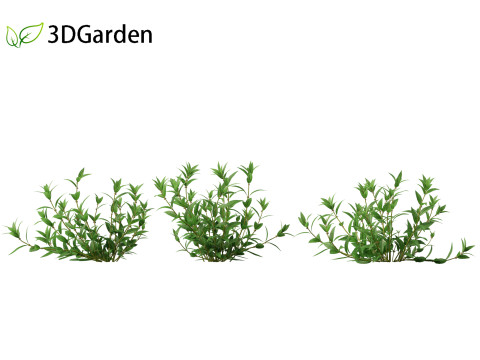 Pouzolzia zeylanica - Graceful Pouzolzsbush Model 3D