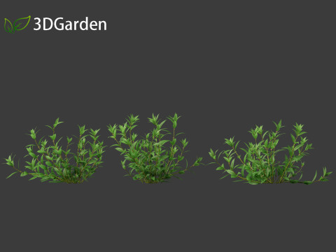 Pouzolzia zeylanica - Graceful Pouzolzsbush Model 3D