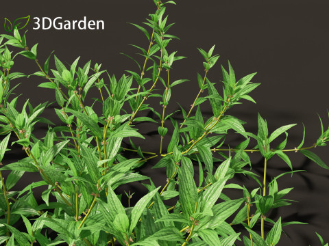 Pouzolzia zeylanica - Graceful Pouzolzsbush Model 3D