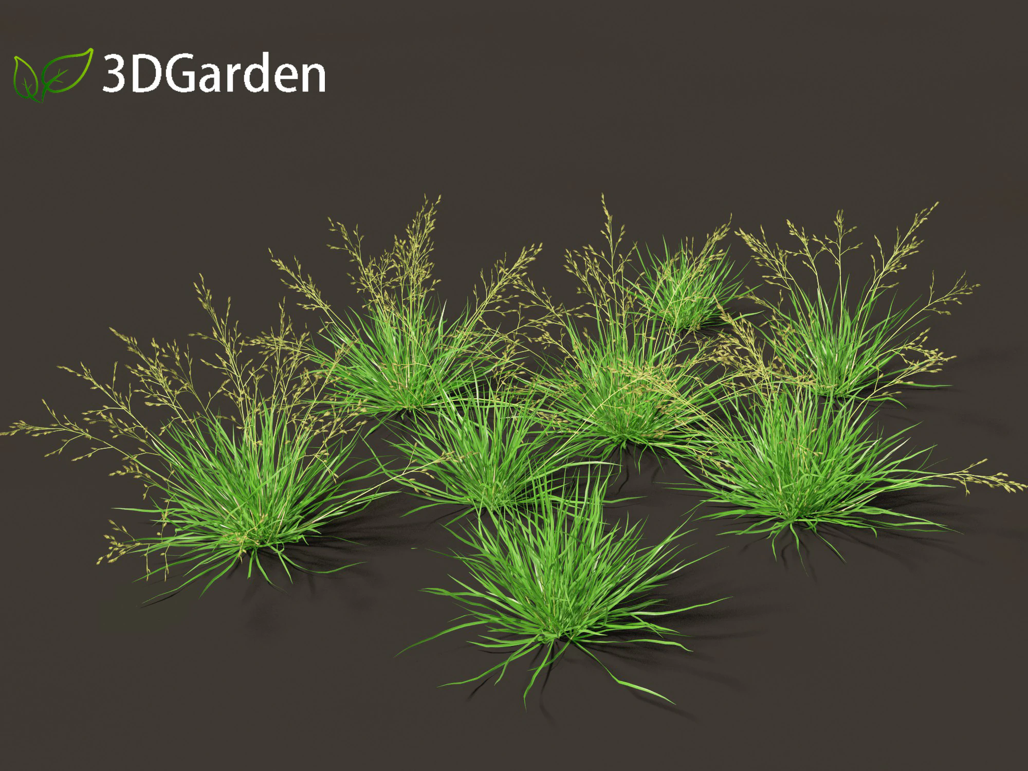 Poa annua - Annual meadow grass 3D Model .c4d .max .obj .3ds .fbx .stl .blend 
