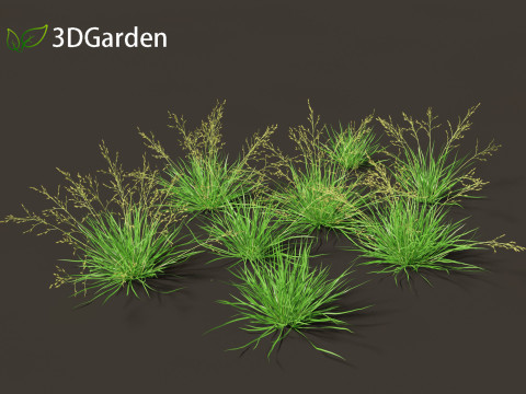 Poa annua - Annual meadow grass 3D Модель