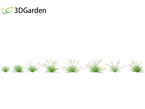 Poa annua - Annual meadow grass 3D मॉडल