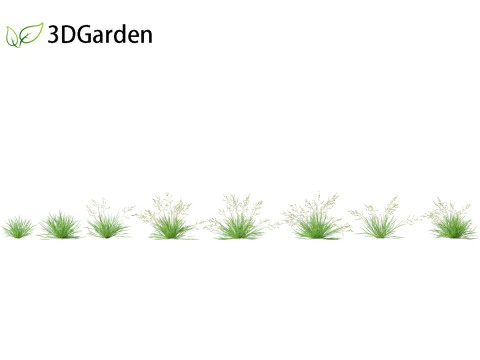 Poa annua - Annual meadow grass 3D Model