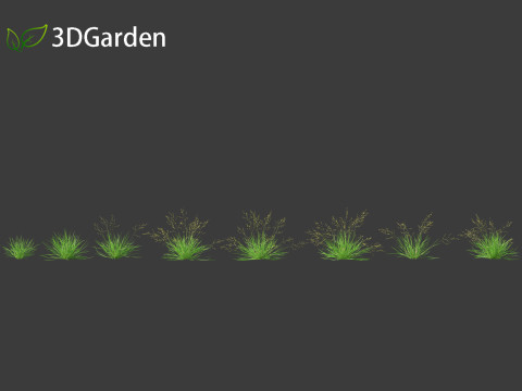 Poa annua - Annual meadow grass 3D मॉडल